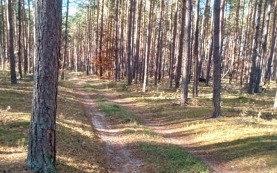 Działka/ las o pow. 6170 m2 Nowy Świat, gm. Klwów – ZAREZERWOWANA
